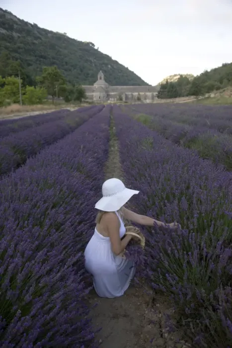 Framed Print : Woman in a lavender field, Senanque Abbey, Gordes, Provence, France, Europe Framed Print : Woman in a lavender field, Senanque Abbey, Gordes, Provence, France, Europe