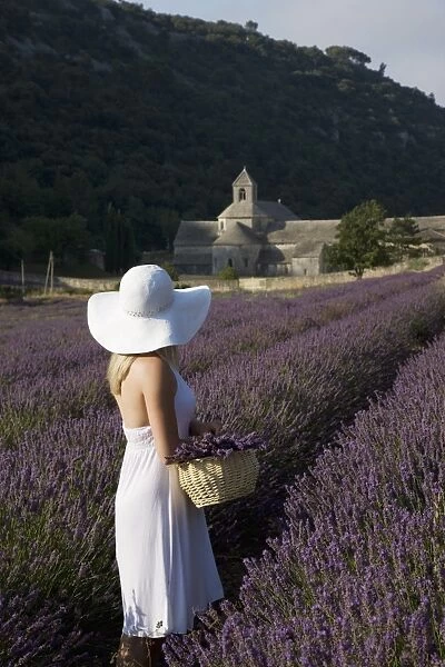 Woman in a lavender field, Senanque Abbey, Gordes, Provence, France, Europe