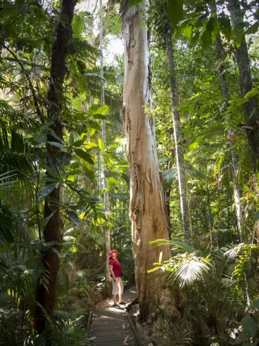 Framed Print : Woman looking at Eucalyptus tree in Flecker Botanic Gardens, Cairns, North Queensland, Australia, Pacific Framed Print : Woman looking at Eucalyptus tree in Flecker Botanic Gardens, Cairns, North Queensland, Australia, Pacific