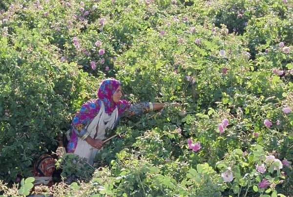 Woman picking cultivated roses