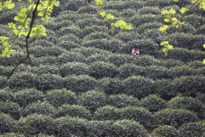 Framed Print : Woman picking tea, Longjing, Hangzhou, Zhejiang, China, Asia Framed Print : Woman picking tea, Longjing, Hangzhou, Zhejiang, China, Asia