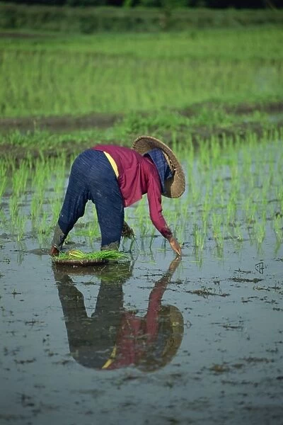 Woman planting out rice in a paddy field