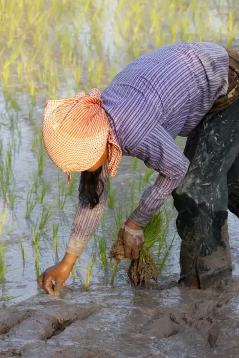 Framed Print : Woman planting rice, Siem Reap, Cambodia, Indochina, Southeast Asia, Asia Framed Print : Woman planting rice, Siem Reap, Cambodia, Indochina, Southeast Asia, Asia