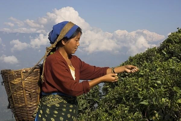 Woman plucking tea at Singtom tea garden