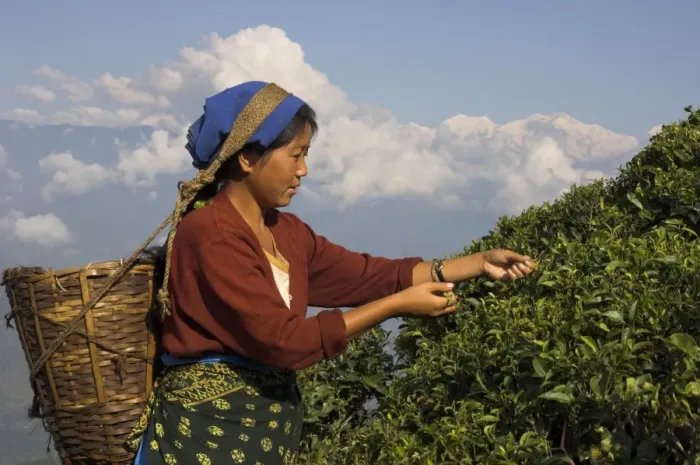 Framed Print : Woman plucking tea at Singtom tea garden Framed Print : Woman plucking tea at Singtom tea garden