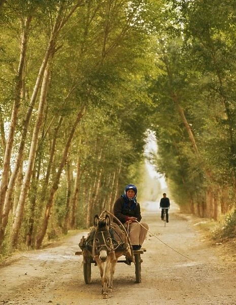Woman riding donkey cart on a tree-lined road, with bicycle in distance