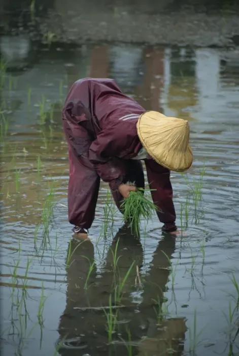 Framed Print : A woman transplanting rice in a paddy field on Framed Print : A woman transplanting rice in a paddy field on