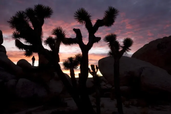 Framed Print : Woman watching sunset, Joshua Tree National Park, California, United States of America, North America Framed Print : Woman watching sunset, Joshua Tree National Park, California, United States of America, North America