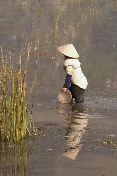 Woman working in rice fields