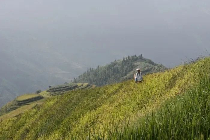 Framed Print : Woman of Yao tribe in ricefields, Longsheng terraced ricefields, Guilin Framed Print : Woman of Yao tribe in ricefields, Longsheng terraced ricefields, Guilin