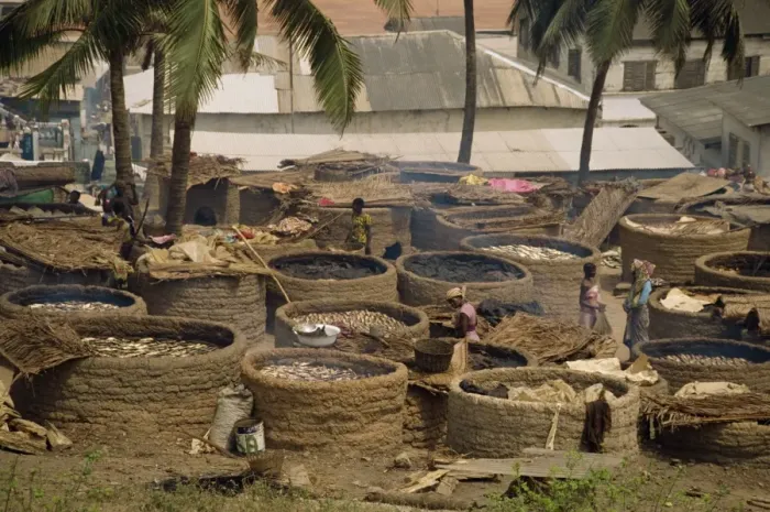 Framed Print : Women drying fish over charcoal, Elmina, Ghana, West Africa, Africa Framed Print : Women drying fish over charcoal, Elmina, Ghana, West Africa, Africa