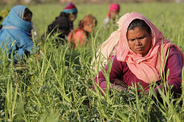 Women harvesting beans, Uttar Pradesh, India, Asia