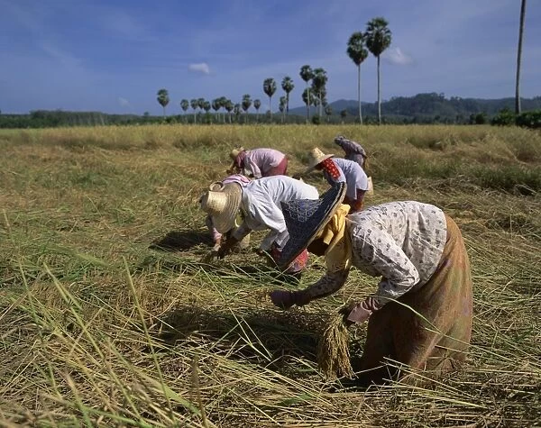Women harvesting rice in a field in Thailand