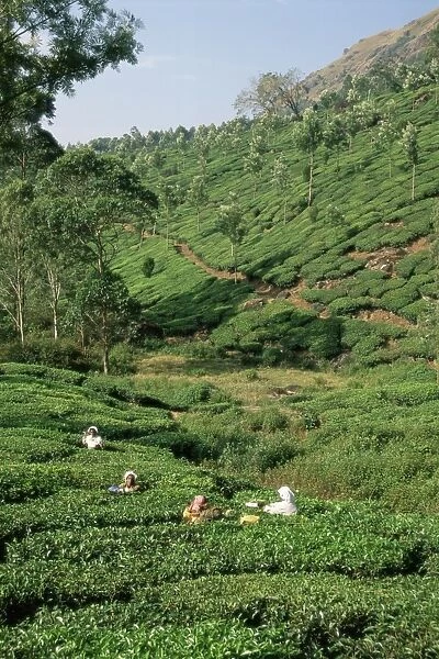 Women picking tea in a tea plantation