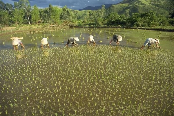 Women planting out rice in paddy fields near Lang Co in Vietnam