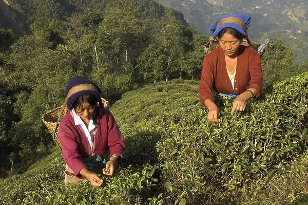 Two women plucking tea at Singtom tea garden