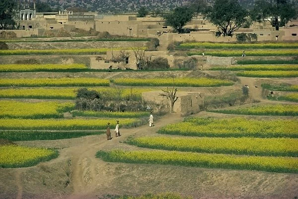 Women walking up a path to their village through farmland