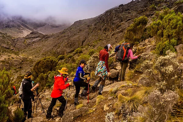 Women on their way up Mount Kilimanjaro, UNESCO World Heritage Site, Tanzania, East Africa, Africa