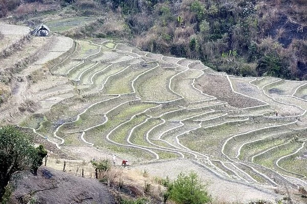 Two women working, digging over terraced rice paddy fields after rice harvest, Ukhrul district
