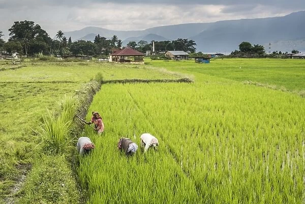 Women working in rice paddy fields at Lake Toba (Danau Toba), North Sumatra, Indonesia