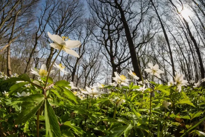Framed Print : Wood anemone (Anemone nemorosa) flowering in coppice woodland habitat, Kent, England Framed Print : Wood anemone (Anemone nemorosa) flowering in coppice woodland habitat, Kent, England