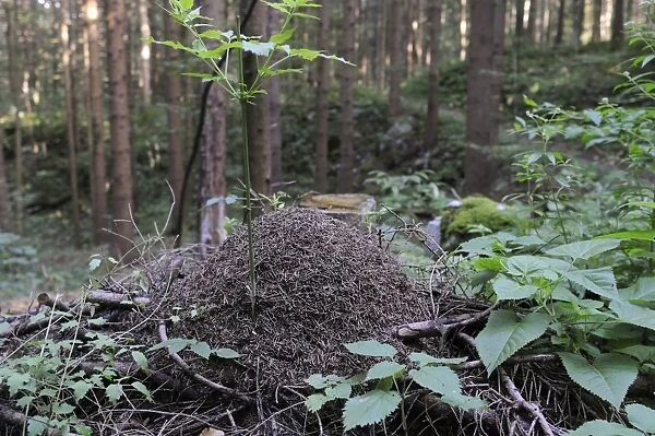 Wood ant (Formica sp. ) nest in coniferous forest, Rakov Skocjan valley, near Cerknica, Slovenia, Europe