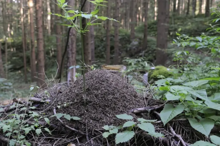 Framed Print : Wood ant (Formica sp. ) nest in coniferous forest, Rakov Skocjan valley, near Cerknica, Slovenia, Europe Framed Print : Wood ant (Formica sp. ) nest in coniferous forest, Rakov Skocjan valley, near Cerknica, Slovenia, Europe