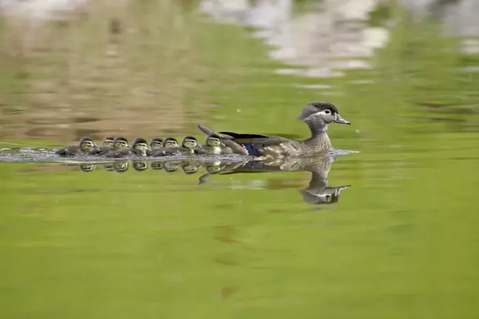 Framed Print : Wood duck (Aix sponsa) hen and ducklings swimming, Arapahoe County, Colorado