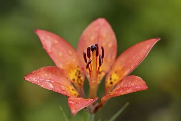 Wood lily (Lilium philadelphicum) (Lilium umbellatum), Waterton Lakes National Park, Alberta, Canada, North America