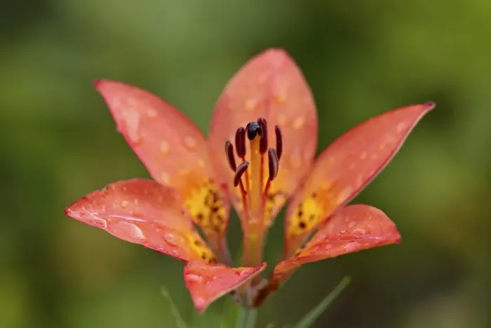Framed Print : Wood lily (Lilium philadelphicum) (Lilium umbellatum), Waterton Lakes National Park, Alberta, Canada, North America Framed Print : Wood lily (Lilium philadelphicum) (Lilium umbellatum), Waterton Lakes National Park, Alberta, Canada, North America