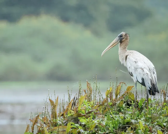 Framed Print : Wood stork, Cano Negro, Alajuela Province, Costa Rica, Central America Framed Print : Wood stork, Cano Negro, Alajuela Province, Costa Rica, Central America