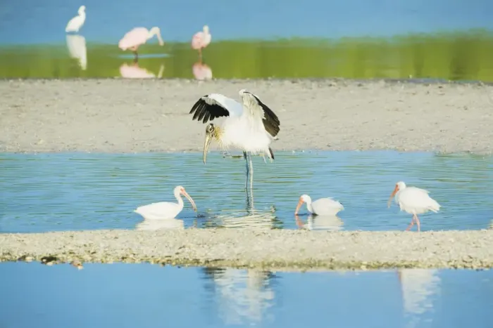 Framed Print : Wood Stork (Mycteria Americana) spreading wings and Roseate Spoonbills (Ajaia ajaja) Framed Print : Wood Stork (Mycteria Americana) spreading wings and Roseate Spoonbills (Ajaia ajaja)