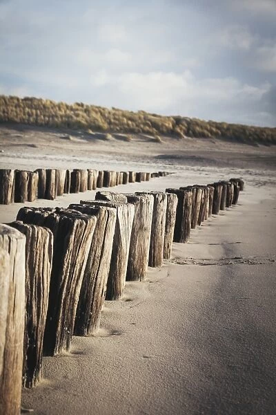 Wooden groynes on a sandy beach, leading to sand dunes, Domburg, Zeeland, The Netherlands, Europe