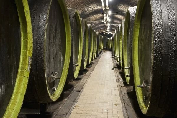 Wooden wine barrels, Rosa Coeli wine cellar, Dolni Kounice, Brnensko, Czech Republic, Europe