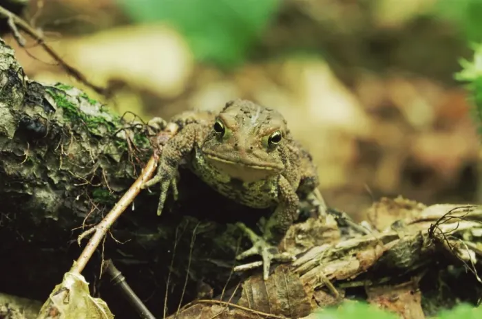 Framed Print : Woodhouses toad (Bufo woodhousei) Framed Print : Woodhouses toad (Bufo woodhousei)