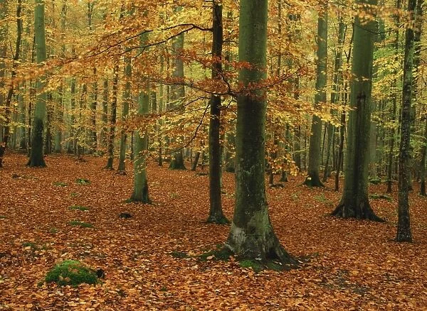 Woodland of beech trees in autumn in the Forest of Compiegne in Picardie (Picardy)