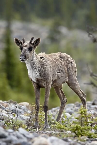 Woodland caribou (Rangifer caribou) calf, Stone Mountain Provincial Park