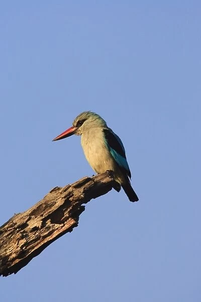 Woodland kingfisher (Halcyon senegalensis), Kruger National Park, South Africa, Africa
