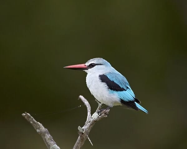 Woodland Kingfisher (Halcyon senegalensis), Kruger National Park, South Africa, Africa