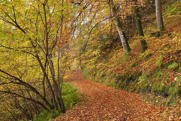 Woodland path through a deciduous forest in autumn, Watersmeet, Exmoor National Park