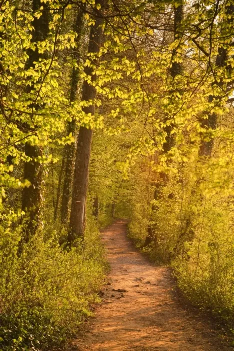 Framed Print : A woodland path near the Chateau Chenonceau lit up by the setting sun, Indre-et-Loire, Centre, France, Europe Framed Print : A woodland path near the Chateau Chenonceau lit up by the setting sun, Indre-et-Loire, Centre, France, Europe