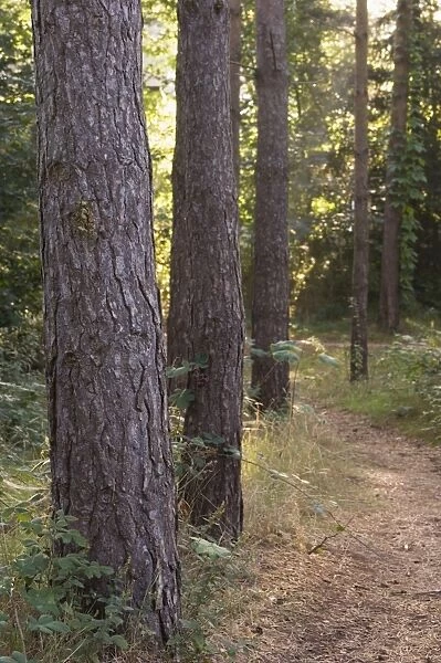 Woodland path trough Scots Pine trees, Pinus sylvestris, Norfolk, England