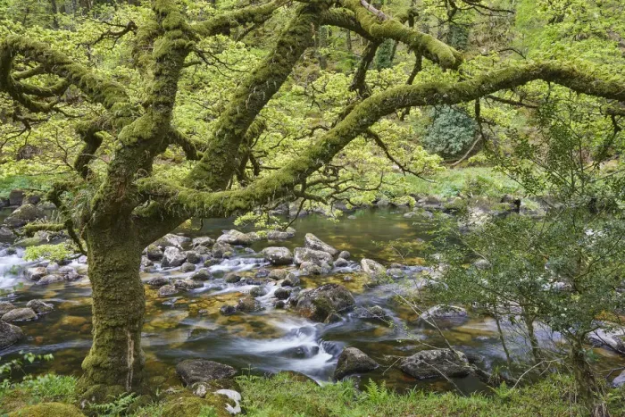 Framed Print : A woodland stream, the River Dart flowing through ancient oak woodland, in the heart Framed Print : A woodland stream, the River Dart flowing through ancient oak woodland, in the heart