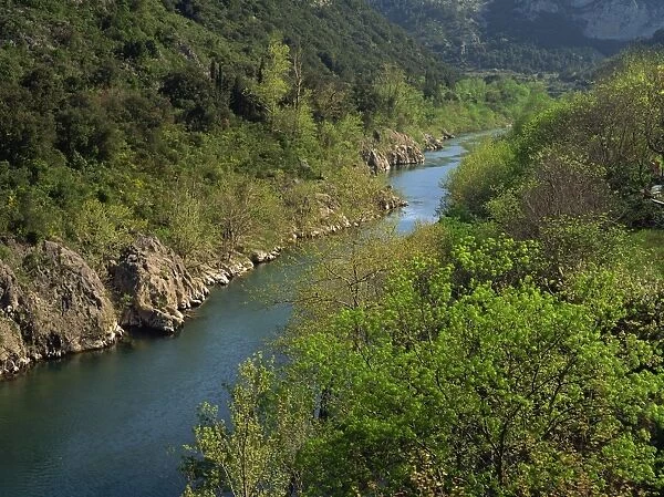 Woods on the banks of the River Herault near St. Guilhem le Desert in Languedoc Roussillon