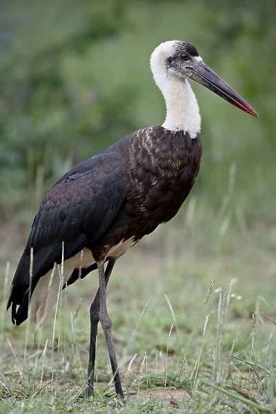 Woolly-necked Stork (Ciconia episcopus), Imfolozi Game Reserve, South Africa, Africa