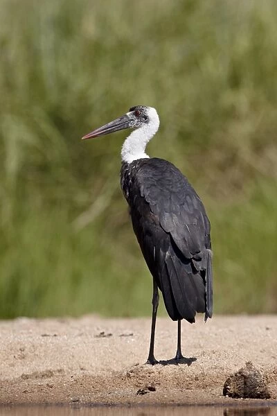 Woolly-necked stork (Ciconia episcopus), Kruger National Park, South Africa, Africa