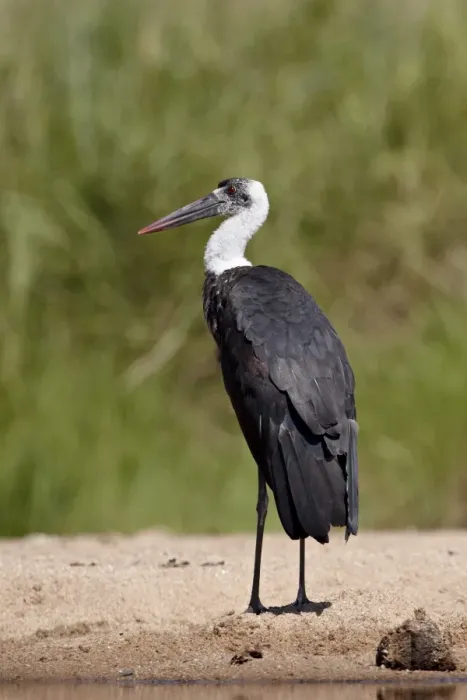 Framed Print : Woolly-necked stork (Ciconia episcopus), Kruger National Park, South Africa, Africa