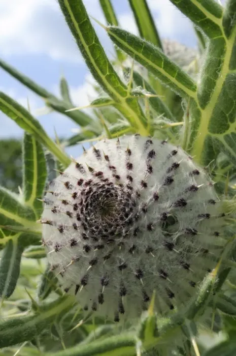 Framed Print : Woolly thistle (Cirsium eriophorum) flowerbud, chalk grassland meadow, Wiltshire, England, United Kingdom, Europe Framed Print : Woolly thistle (Cirsium eriophorum) flowerbud, chalk grassland meadow, Wiltshire, England, United Kingdom, Europe