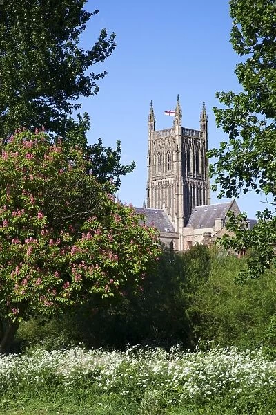 Worcester Cathedral in spring sunshine, Worcester, Worcestershire, England