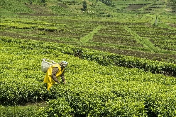 Worker picking tea on a Tea plantation in the Virunga mountains, Rwanda, Africa